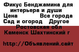 Фикус Бенджамина для интерьера и души › Цена ­ 2 900 - Все города Сад и огород » Другое   . Ростовская обл.,Каменск-Шахтинский г.